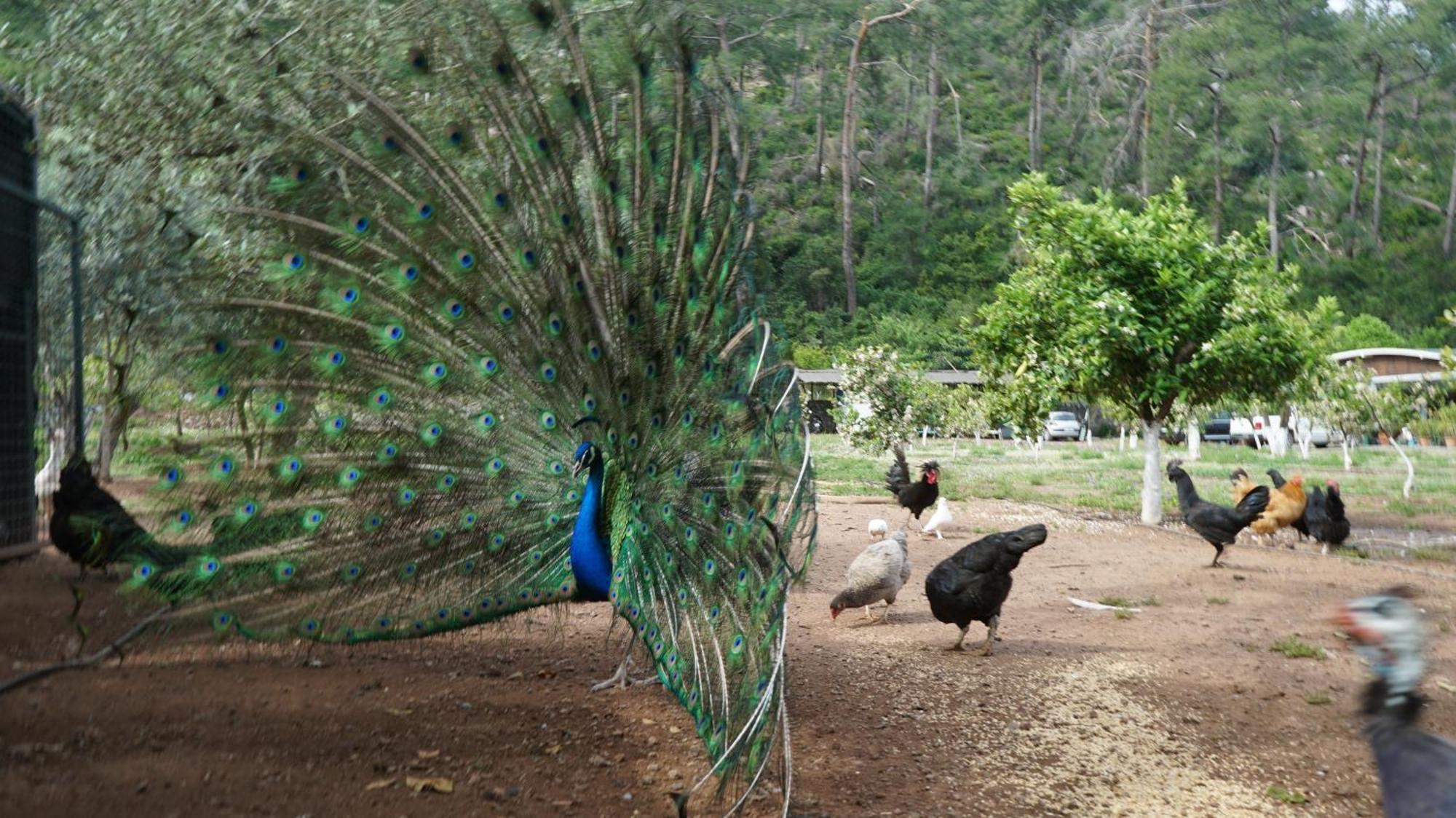 Doga Ciftlik Konaklama Marmaris Eksteriør bilde